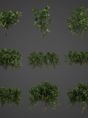 2021-pbr-cherry-laurel-collection-prunus-laurocerasus-3d-model-max-obj-fbx-ma-blend-unitypackage