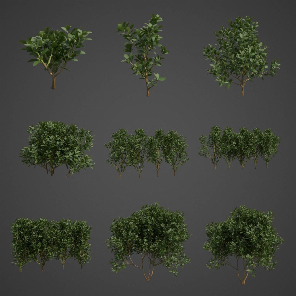 2021 PBR Cherry Laurel Collection - Prunus Laurocerasus