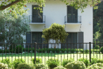 2021 PBR Cherry Laurel Collection - Prunus Laurocerasus