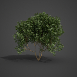 2021 PBR Cherry Laurel Collection - Prunus Laurocerasus