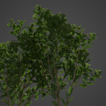 2021 PBR Cherry Laurel Collection - Prunus Laurocerasus