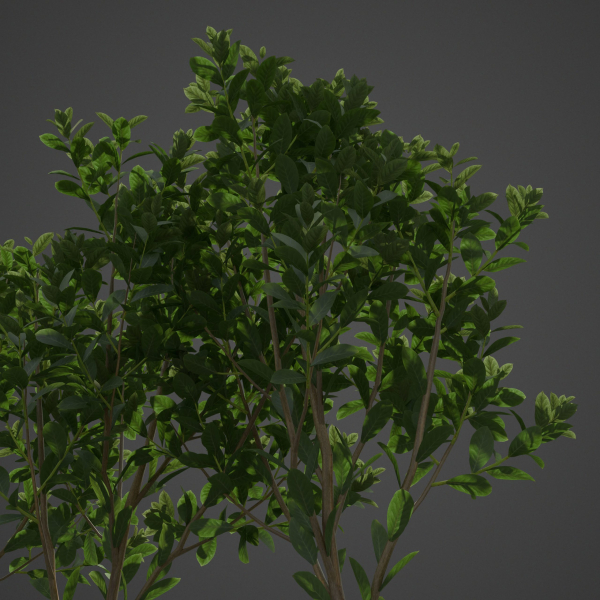2021 PBR Cherry Laurel Collection - Prunus Laurocerasus