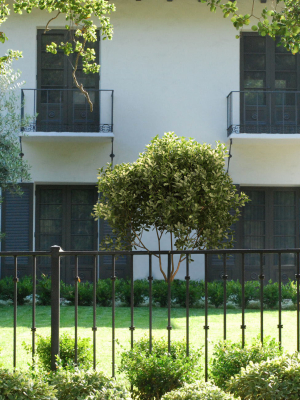 2021 PBR Cherry Laurel Collection - Prunus Laurocerasus