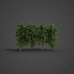 2021 PBR Cherry Laurel Collection - Prunus Laurocerasus
