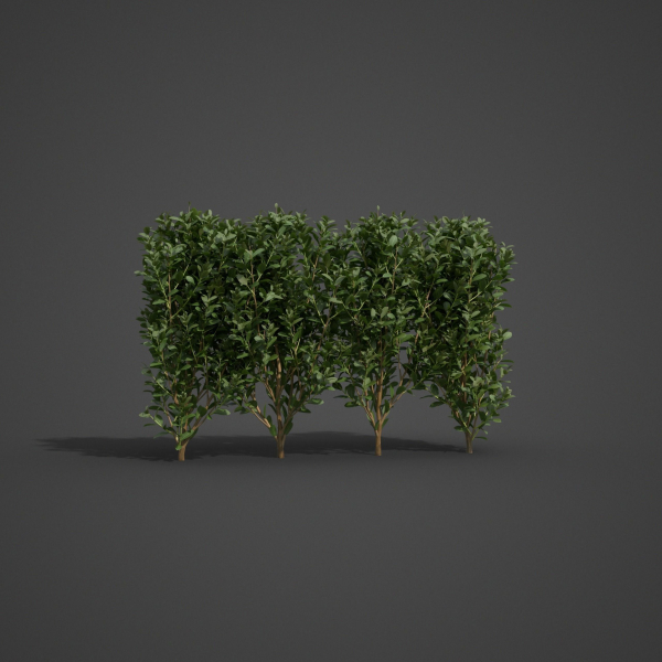 2021 PBR Cherry Laurel Collection - Prunus Laurocerasus