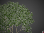 2021 PBR Cherry Laurel Collection - Prunus Laurocerasus