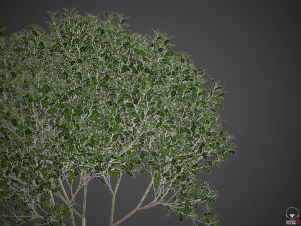 2021 PBR Cherry Laurel Collection - Prunus Laurocerasus