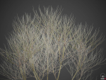 2021 PBR Cherry Laurel Collection - Prunus Laurocerasus
