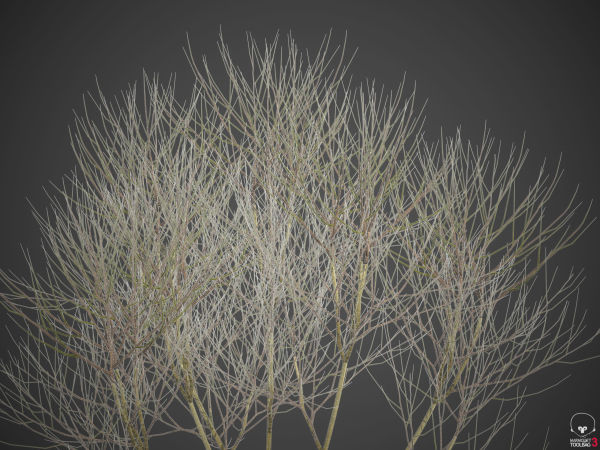 2021 PBR Cherry Laurel Collection - Prunus Laurocerasus