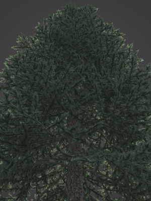 2021-pbr-colorado-spruce-collection-picea-pungens-3d-model-max-obj-fbx-ma-blend-unitypackage