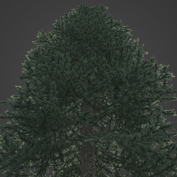 2021 PBR Colorado Spruce Collection - Picea Pungens