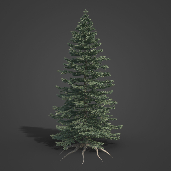 2021 PBR Colorado Spruce Collection - Picea Pungens