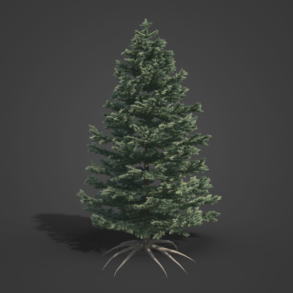 2021 PBR Colorado Spruce Collection - Picea Pungens