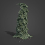 2021 PBR Colorado Spruce Collection - Picea Pungens