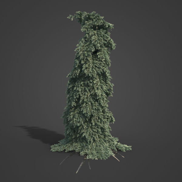 2021 PBR Colorado Spruce Collection - Picea Pungens