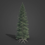 2021 PBR Colorado Spruce Collection - Picea Pungens