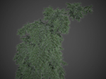 2021 PBR Colorado Spruce Collection - Picea Pungens