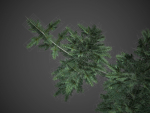 2021 PBR Colorado Spruce Collection - Picea Pungens