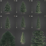 2021 PBR Colorado Spruce Collection - Picea Pungens