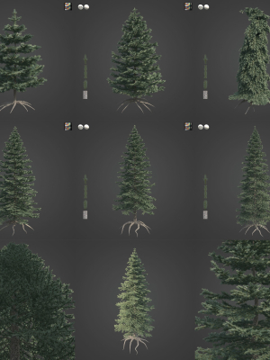2021 PBR Colorado Spruce Collection - Picea Pungens