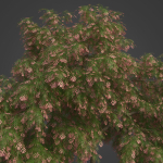 2021 PBR French Tamarisk Collection - Tamarix Gallica