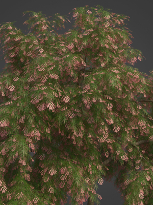 2021-pbr-french-tamarisk-collection-tamarix-gallica-3d-model-max-obj-ma-blend-unitypackage-uasset