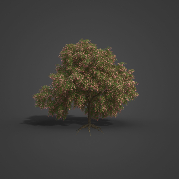 2021 PBR French Tamarisk Collection - Tamarix Gallica