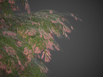 2021 PBR French Tamarisk Collection - Tamarix Gallica