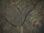 2021 PBR French Tamarisk Collection - Tamarix Gallica