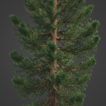 2021 PBR Giant Sequoia Collection - Sequoiadendron Giganteum