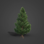 2021 PBR Giant Sequoia Collection - Sequoiadendron Giganteum