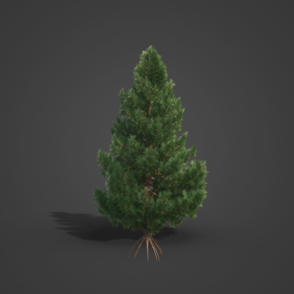 2021 PBR Giant Sequoia Collection - Sequoiadendron Giganteum