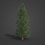 2021 PBR Giant Sequoia Collection - Sequoiadendron Giganteum