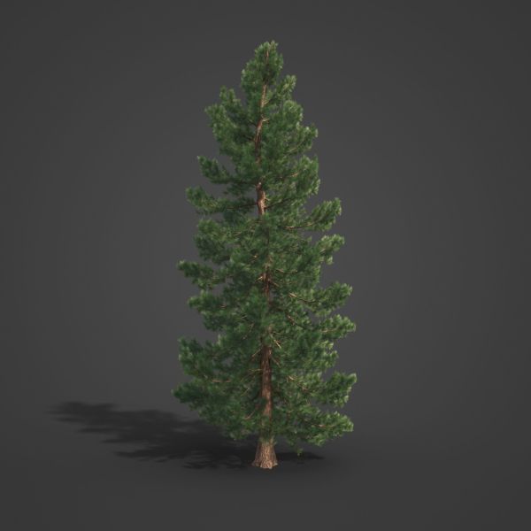 2021 PBR Giant Sequoia Collection - Sequoiadendron Giganteum