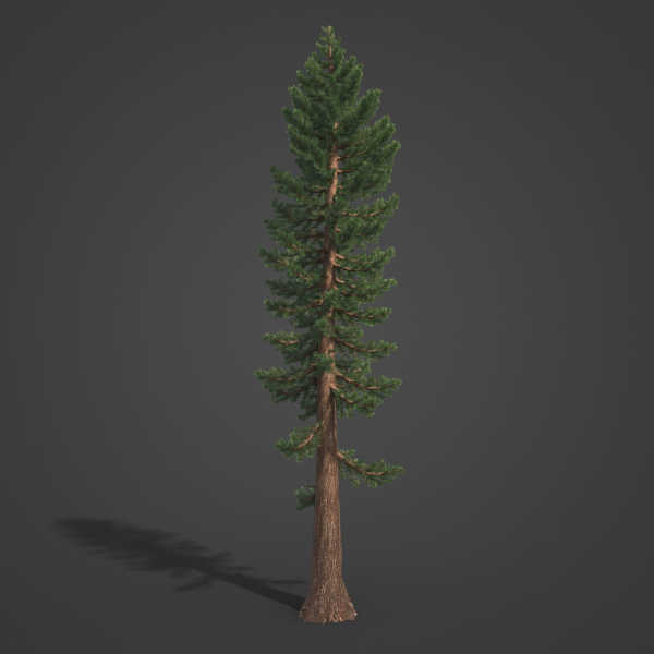 2021 PBR Giant Sequoia Collection - Sequoiadendron Giganteum