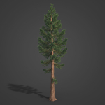 2021 PBR Giant Sequoia Collection - Sequoiadendron Giganteum