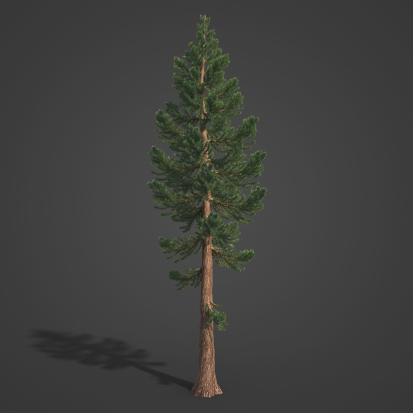 2021 PBR Giant Sequoia Collection - Sequoiadendron Giganteum