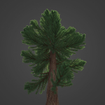 2021 PBR Giant Sequoia Collection - Sequoiadendron Giganteum