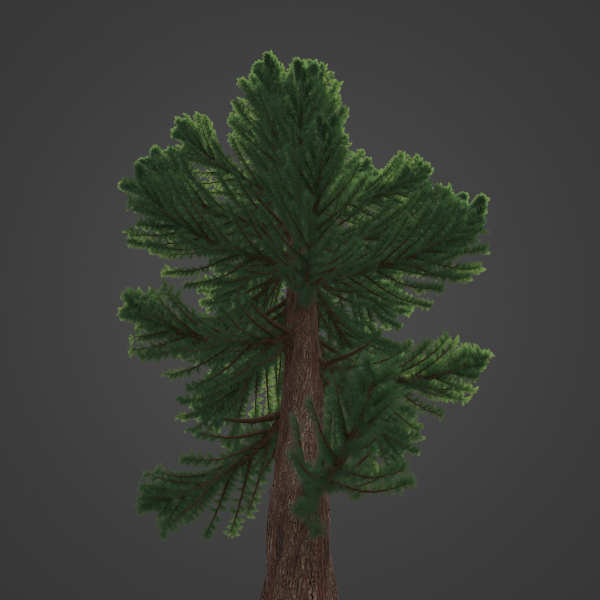 2021 PBR Giant Sequoia Collection - Sequoiadendron Giganteum