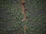 2021 PBR Giant Sequoia Collection - Sequoiadendron Giganteum