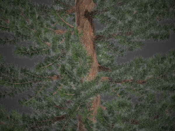 2021 PBR Giant Sequoia Collection - Sequoiadendron Giganteum