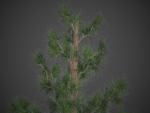 2021 PBR Giant Sequoia Collection - Sequoiadendron Giganteum