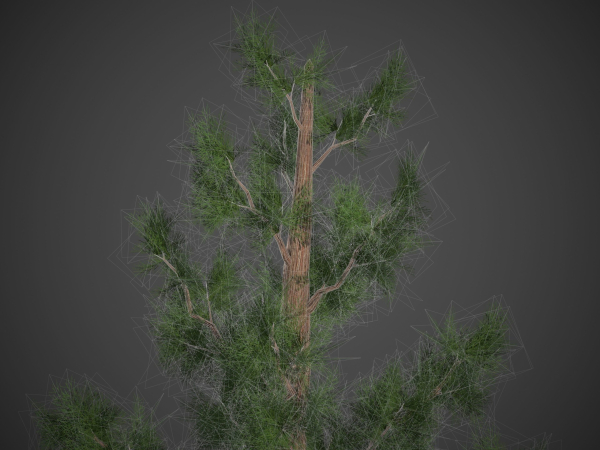 2021 PBR Giant Sequoia Collection - Sequoiadendron Giganteum