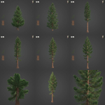2021 PBR Giant Sequoia Collection - Sequoiadendron Giganteum