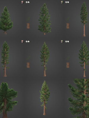 2021 PBR Giant Sequoia Collection - Sequoiadendron Giganteum