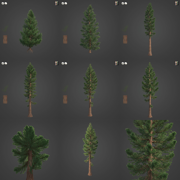 2021 PBR Giant Sequoia Collection - Sequoiadendron Giganteum
