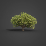 2021 PBR Green Honey Myrtle Collection - Melaleuca Diosmifolia