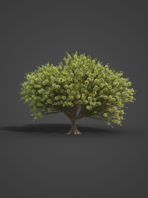 2021-pbr-green-honey-myrtle-collection-melaleuca-diosmifolia-3d-model-max-obj-fbx-ma-blend-unitypackage