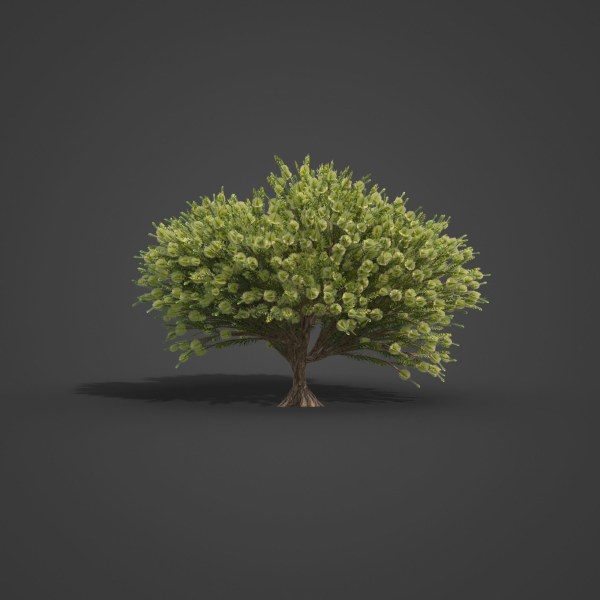 2021 PBR Green Honey Myrtle Collection - Melaleuca Diosmifolia