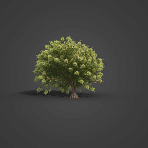 2021 PBR Green Honey Myrtle Collection - Melaleuca Diosmifolia
